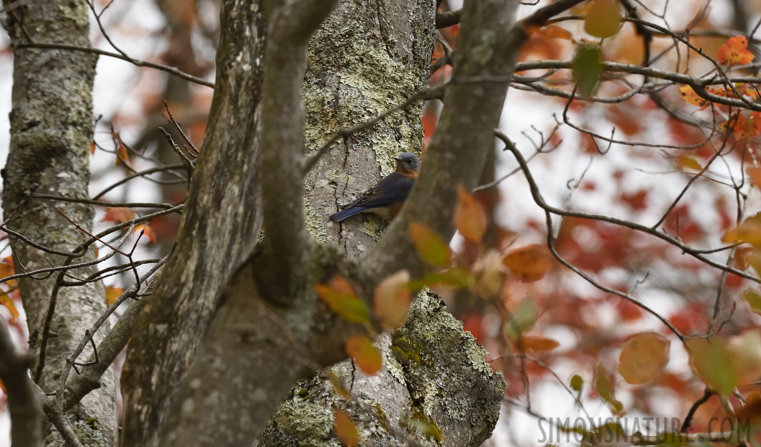 Sialia sialis sialis [400 mm, 1/1250 sec at f / 7.1, ISO 1600]